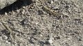 Lizard 2